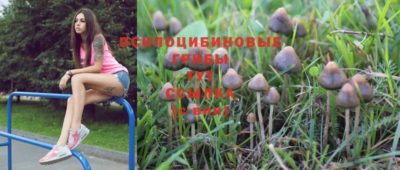 Галлюциногенные грибы Magic Shrooms  Пыталово 